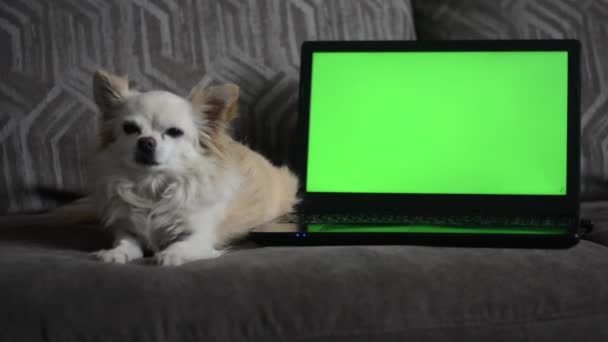 A small chihuahua dog, green screen. — 图库视频影像