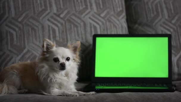A small chihuahua dog, lying on the sofa — Stok Video