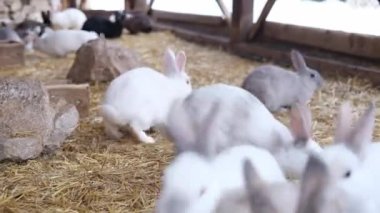 White, gray rabbits play and jump in an aviary on the street. The concept of Easter.