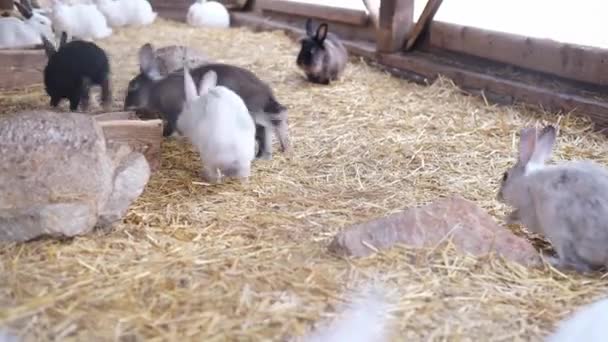 White, gray rabbits play and jump in an aviary on the street. The concept of Easter. — Stockvideo