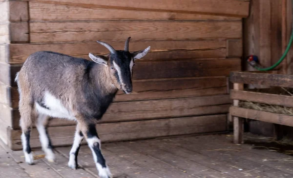 Egy Farmon Álló Istállóban Álló Barna Kecske Portréja — Stock Fotó
