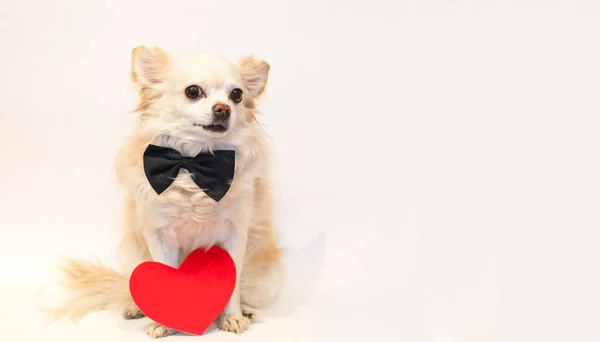 Valentine Enamorado Perro Chihuahua Con Corbata Lazo Mira Cámara Con —  Fotos de Stock