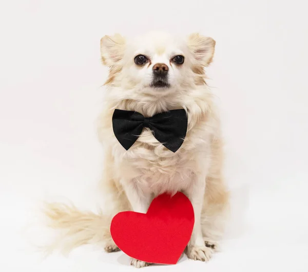 Valentine Enamorado Perro Chihuahua Con Corbata Lazo Mira Cámara Con —  Fotos de Stock