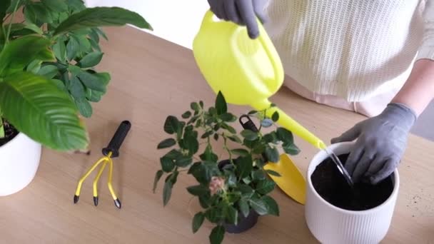 女性の手は、テーブルの上の別の鍋にバラの花を移植し、植物や家庭の花を世話します。家庭菜園. — ストック動画