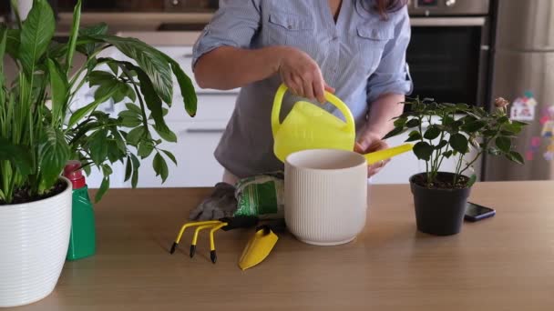 Een vrouwenhanden transplanteren een rozenbloem in een andere pot op de tafel, zorgen voor planten en thuisbloemen. Tuinieren. — Stockvideo