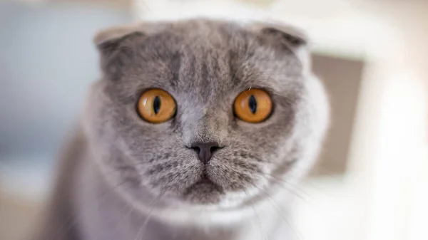 A large portrait of a British shorthair cat looking into the camera. Copy space — Stock Photo, Image