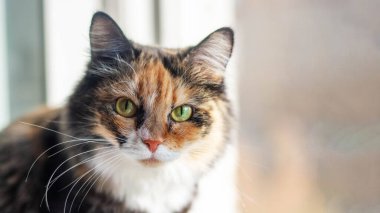 Evdeki kameraya bakan çok renkli büyük bir kedinin portresi. Melez hayvanlara duyulan sevgi..