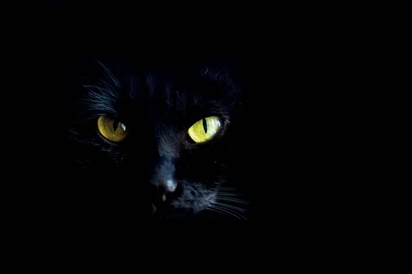 黄色の目をした黒い猫がカメラを覗き込み、黒い背景の猫のクローズアップ肖像画。. — ストック写真