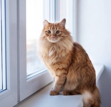 Tatlı kırmızı tüylü bir kedi pencere eşiğinde oturuyor ve bir şey bekliyor. Pencereden dışarı bakan bir hayvan..