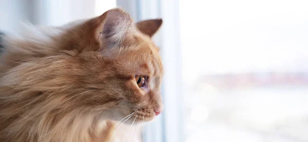 Tatlı kırmızı tüylü bir kedi pencere eşiğinde oturuyor ve bir şey bekliyor. Pencereden dışarı bakan bir hayvan..