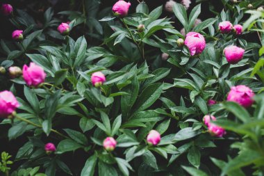 Güneşli bir günde bir yaz bahçesinde taze pembe şakayık çalısı. Doğal çiçek arkaplanı.