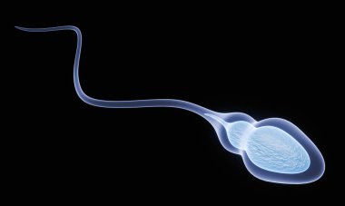 The sperm fertility from men's cum. Sperm illustration, Medically accurate 3D Rendering.  Blue sperm isolated on black.