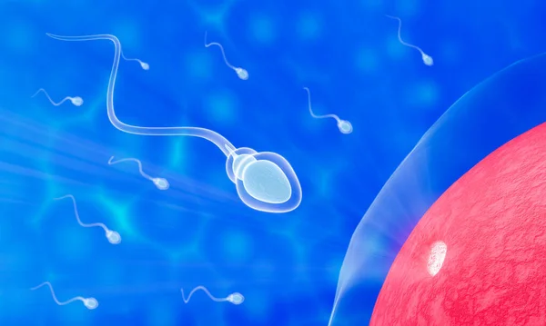 The sperm fertility from men's cum is directed towards the egg bubble after sex. To do human mating. A pre-fertilization model between an egg and a sperm. 3D Rendering