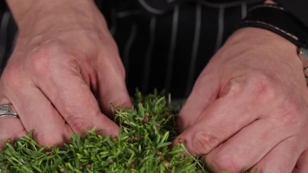 Perto Mão Uma Pessoa Segurando Uma Folha Verde — Vídeo de Stock