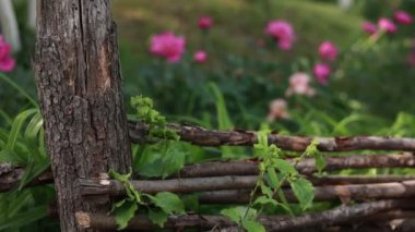 Bahçede çiçekler ve bitkiler