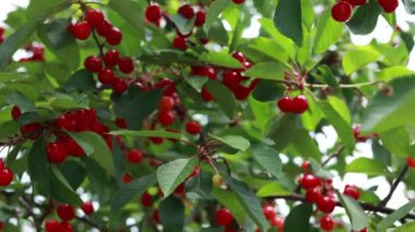 Kırmızı kirazlar dalda