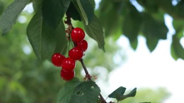 Kırmızı kirazlar dalda