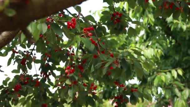 Ώριμο Κόκκινο Κεράσι Ένα Δέντρο Στον Κήπο — Αρχείο Βίντεο