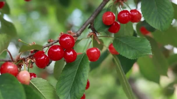 Red Ripe Cherries Branch — Stock Video