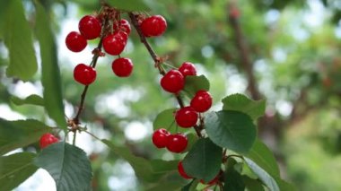 Kırmızı kirazlar dalda