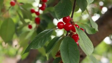 Kırmızı kirazlar dalda