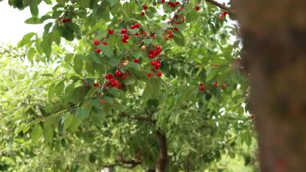 Cerejas Maduras Vermelhas Ramo — Vídeo de Stock