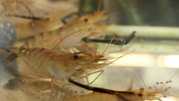Japonské Krevety Akváriu Restauraci — Stock video