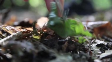 Bir adam ormanda mantar topladı. Sabah Orman