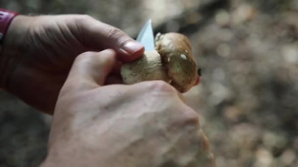 Homme Ramassa Des Champignons Dans Forêt Forêt Matin — Video