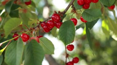 Çalının dalında olgun kırmızı kirazlar