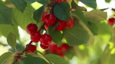 Çalının dalında olgun kırmızı kirazlar