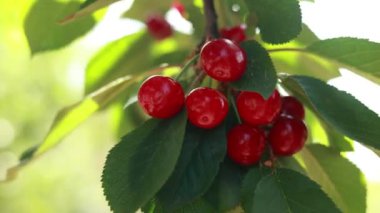 Çalının dalında olgun kırmızı kirazlar