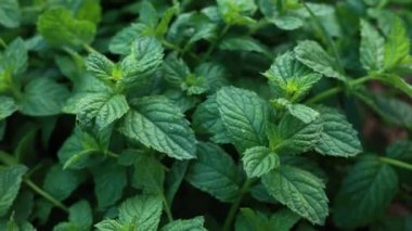 Bahçenin arka planında yeşil nane yaprakları