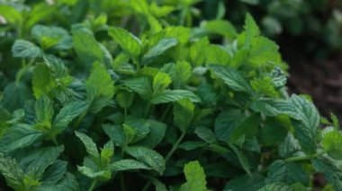 Bahçenin arka planında yeşil nane yaprakları