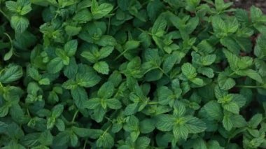 Bahçenin arka planında yeşil nane yaprakları