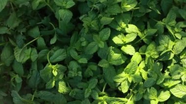 Bahçenin arka planında yeşil nane yaprakları