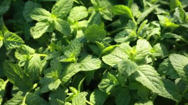 Bahçenin arka planında yeşil nane yaprakları