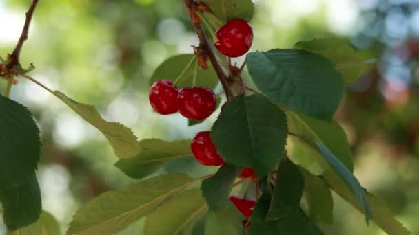 Cerejas Maduras Vermelhas Ramo Arbusto — Vídeo de Stock