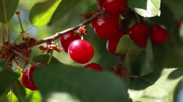 Rote Reife Kirschen Auf Einem Zweig Eines Busches — Stockvideo