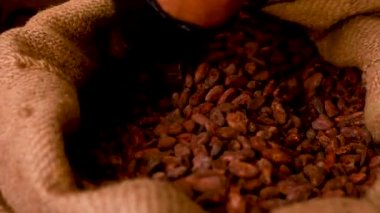 sorting and roasting cocoa beans