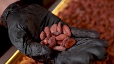 sorting and roasting cocoa beans