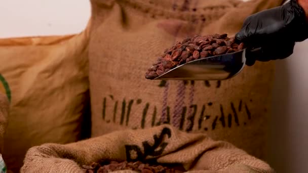 Canvas Bag Imported Roasted Cacao Beans — Vídeo de Stock