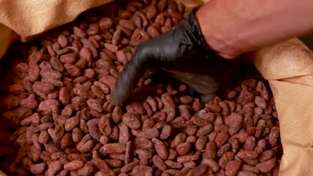 Canvas Bag Imported Roasted Cacao Beans — Vídeo de Stock