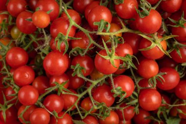 Cherry tomatoes on branches, top view