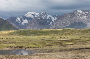 yüksek irtifa dağ vadisi yeşil çayır 