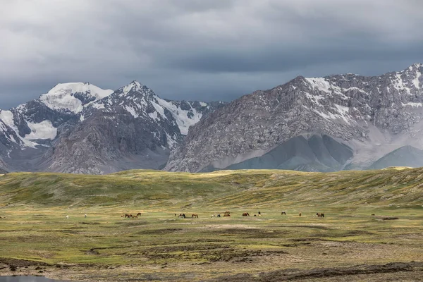 標高の高い山の谷の緑の牧草地 ロイヤリティフリーのストック写真