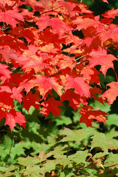 Read maple leaves — Stock Photo, Image