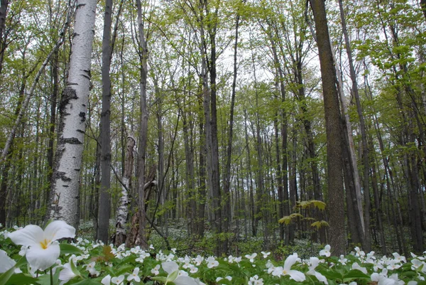 Huş ağaçları ve Trilliums