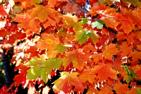 Maple tree lämnar i höst — Stockfoto