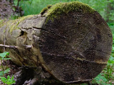 Günlüğünü kapat